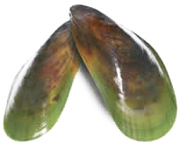 greenlipped-mussels